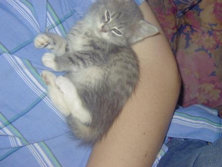 Le chat a ma soeur