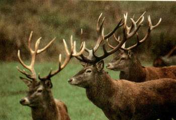 Le cerf et la biche élaphe