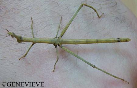 proscopia scabra