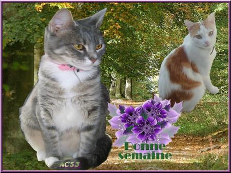 un petit slide avec mes chatmours et une vidéo de ma Juliette