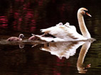 le cygne vit sur eau
