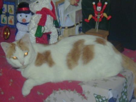 etonnant n'est-ce pas noel reflete meme dans les yeux de notre Mélody