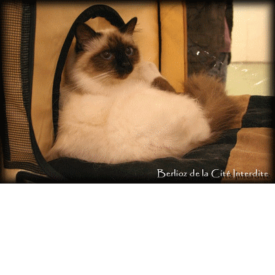 berlioz le-chat-de-la cité-interdite une merveille de chat mon chouchou depuis plusieurs mois